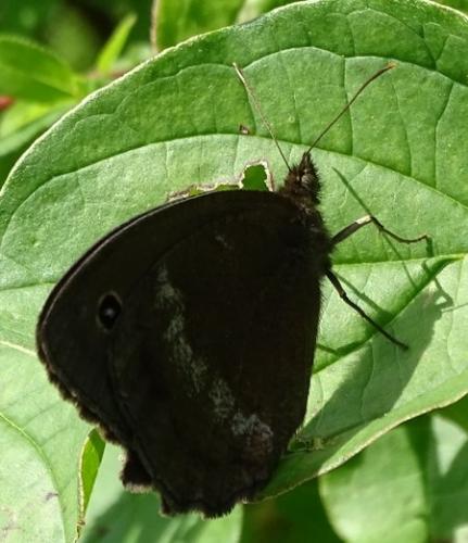 Minois dryas